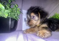 Faux, a male Yorkshire Terrier for sale in Rochester Hills, MI – 2 of 2