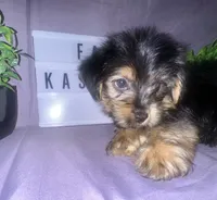 Faux, a male Yorkshire Terrier for sale in Rochester Hills, MI – 1 of 2