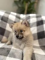 Junior , a male Pomsky for sale in Palmetto, FL – 3 of 5