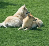 Junior, a male Pomeranian and Pomsky for sale in Clearwater, FL – Photo 10 of 10