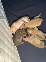 Junior, a male Pomeranian and Pomsky for sale in Clearwater, FL – Photo 3 of 10