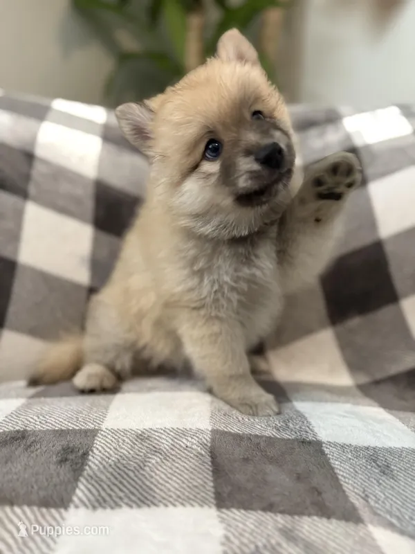 Junior with blue eyes – Pomsky puppy for sale in Palmetto, FL