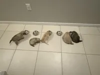 Junior, a male Pomeranian and Pomsky for sale in Clearwater, FL – Photo 1 of 10