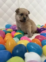 Junior, a male Pomeranian and Pomsky for sale in Clearwater, FL – Photo 5 of 10