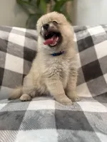 Junior with blue eyes, a male Pomsky for sale in Palmetto, FL – Photo 2 of 9
