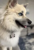 Junior, a male Pomeranian and Pomsky for sale in Clearwater, FL – Photo 9 of 10