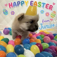 Junior, a male Pomeranian and Pomsky for sale in Clearwater, FL – Photo 8 of 10