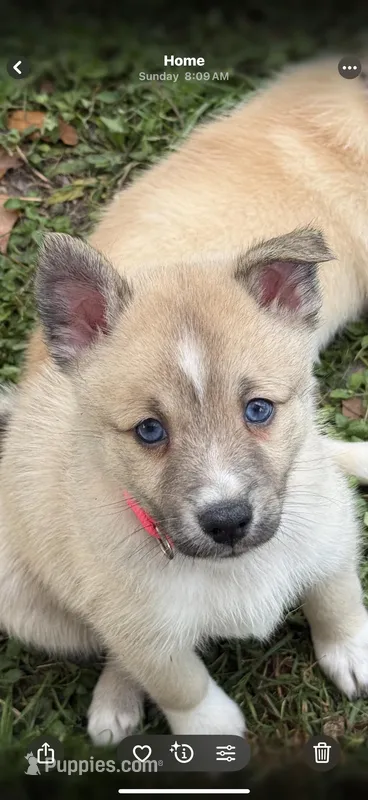 Star blue eyes – Pomsky puppy for sale in Palmetto, FL