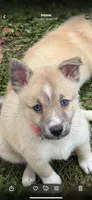 Star blue eyes, a female Pomsky for sale in Palmetto, FL – Photo 1 of 9