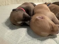 Star, a female Pomeranian and Pomsky for sale in Clearwater, FL – Photo 6 of 9