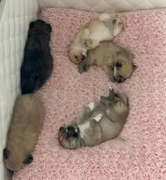 Star blue eyes, a female Pomsky for sale in Palmetto, FL – Photo 8 of 9