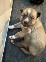 Star, a female Pomeranian and Pomsky for sale in Clearwater, FL – Photo 5 of 9