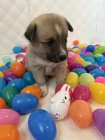 Star, a female Pomeranian and Pomsky for sale in Clearwater, FL – Photo 8 of 9