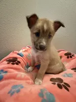 Star blue eyes, a female Pomsky for sale in Palmetto, FL – Photo 6 of 9