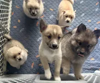 Star blue eyes, a female Pomsky for sale in Palmetto, FL – Photo 3 of 9