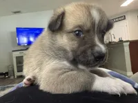 Star, a female Pomeranian and Pomsky for sale in Clearwater, FL – Photo 3 of 9