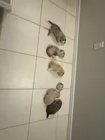 Little tiger, a male Pomeranian and Pomsky for sale in Clearwater, FL – Photo 4 of 10