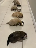 Little tiger, a male Pomeranian and Pomsky for sale in Clearwater, FL – Photo 9 of 10