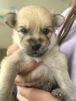 Little tiger, a male Pomeranian and Pomsky for sale in Clearwater, FL – Photo 6 of 10