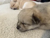 Little tiger, a male Pomeranian and Pomsky for sale in Clearwater, FL – Photo 8 of 10