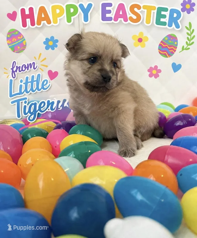 Little tiger – Pomeranian, Pomsky puppy for sale in Clearwater, FL