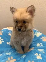 Little tiger blue eyes, a male Pomsky for sale in Palmetto, FL – Photo 10 of 10