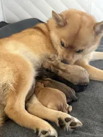 Little tiger, a male Pomeranian and Pomsky for sale in Clearwater, FL – Photo 10 of 10