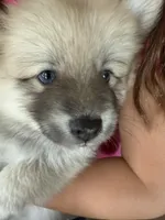 Little tiger blue eyes, a male Pomsky for sale in Palmetto, FL – Photo 1 of 10