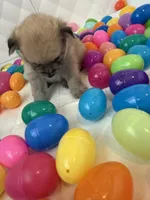 Little tiger, a male Pomeranian and Pomsky for sale in Clearwater, FL – Photo 2 of 10