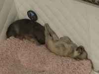 Little tiger, a male Pomeranian and Pomsky for sale in Clearwater, FL – Photo 7 of 10