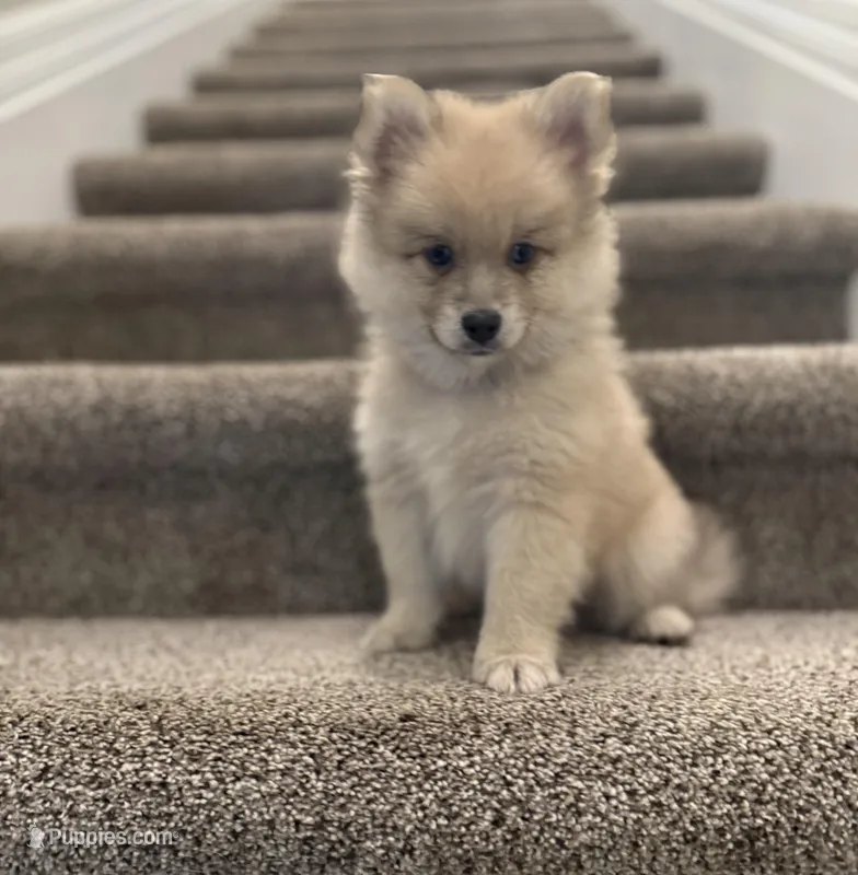 Little tiger blue eyes – Pomsky puppy for sale in Palmetto, FL