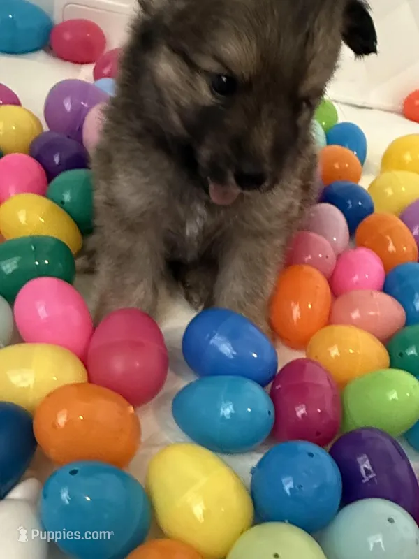 DJ  – Pomeranian, Pomsky puppy for sale in Clearwater, FL