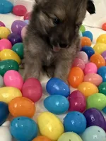 DJ , a male Pomeranian and Pomsky for sale in Clearwater, FL – Photo 1 of 10