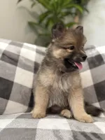 DJ , a male Pomsky for sale in Palmetto, FL – Photo 2 of 10