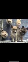 DJ , a male Pomsky for sale in Palmetto, FL – Photo 5 of 10