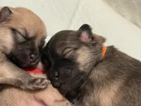 DJ , a male Pomeranian and Pomsky for sale in Clearwater, FL – Photo 7 of 10