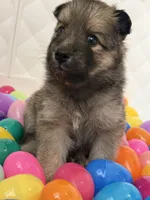 DJ , a male Pomeranian and Pomsky for sale in Clearwater, FL – Photo 8 of 10