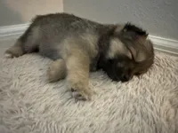 DJ , a male Pomeranian and Pomsky for sale in Clearwater, FL – Photo 6 of 10