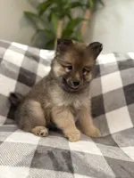 DJ , a male Pomsky for sale in Palmetto, FL – Photo 3 of 10