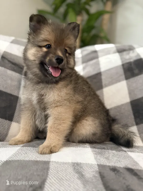 DJ  – Pomsky puppy for sale in Palmetto, FL