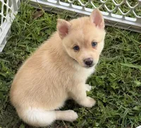 Baby Rose blue eyes , a female Pomsky for sale in Palmetto, FL – Photo 2 of 8