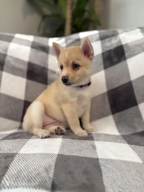 Baby Rose blue eyes  – Pomsky puppy for sale in Palmetto, FL
