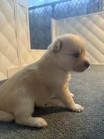 Baby Rose, a female Pomeranian and Pomsky for sale in Clearwater, FL – Photo 9 of 10