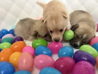 Baby Rose, a female Pomeranian and Pomsky for sale in Clearwater, FL – Photo 6 of 10