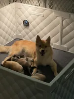 Baby Rose, a female Pomeranian and Pomsky for sale in Clearwater, FL – Photo 2 of 10