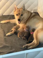 Baby Rose, a female Pomeranian and Pomsky for sale in Clearwater, FL – Photo 7 of 10