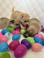 Baby Rose, a female Pomeranian and Pomsky for sale in Clearwater, FL – Photo 5 of 10