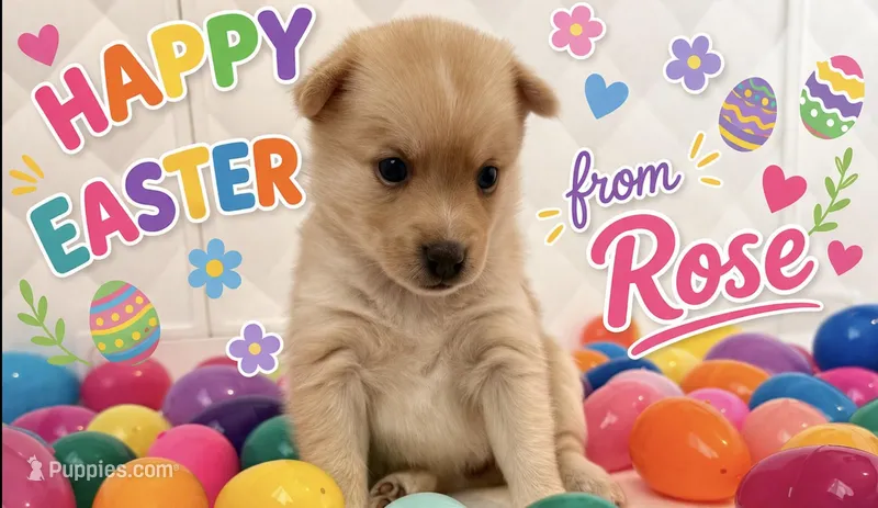 Baby Rose – Pomeranian, Pomsky puppy for sale in Clearwater, FL