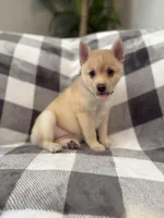 Baby Rose blue eyes , a female Pomsky for sale in Palmetto, FL – Photo 3 of 8