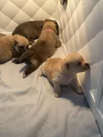 Baby Rose, a female Pomeranian and Pomsky for sale in Clearwater, FL – Photo 10 of 10